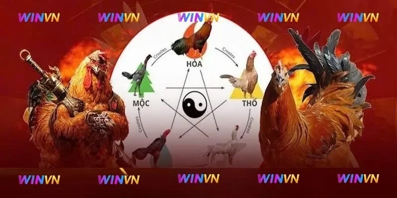 màu mạng đá gà